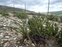 Albuca viscosa