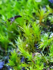 Vinealobryum nicholsonii