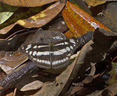 Athyma opalina opalina