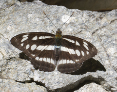 Athyma opalina opalina