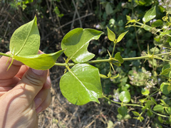 Azima sarmentosa