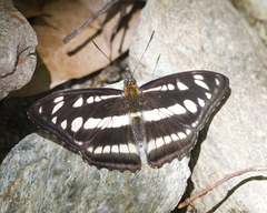 Athyma opalina opalina