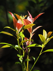 Photinia lasiopetala
