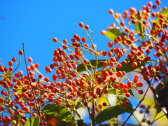Photinia lasiopetala