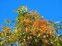 Photinia lasiopetala
