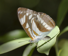 Athyma opalina opalina