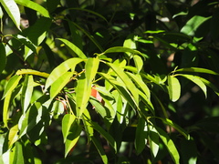 Photinia lasiopetala