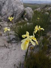 Moraea angusta