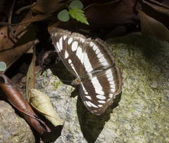 Athyma opalina opalina