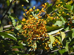 Photinia lasiopetala