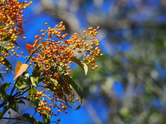 Photinia lasiopetala