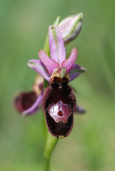 Ophrys bertolonii benacensis