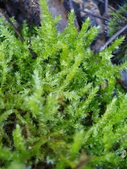 Rhynchostegium megapolitanum