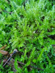 Rhynchostegium megapolitanum