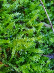 Rhynchostegium megapolitanum