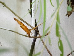 Phalanta phalantha phalantha