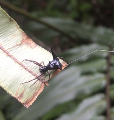 Micrathena raimondi