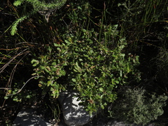 Morella kraussiana