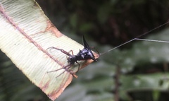 Micrathena raimondi