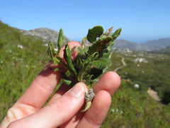 Morella kraussiana