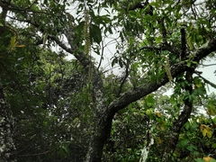 Faurea macnaughtonii