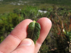 Morella kraussiana