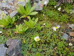 Tripleurospermum caucasicum
