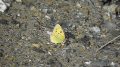 Colias fieldii