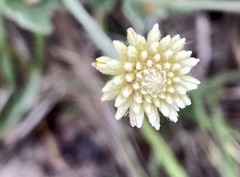 Pfaffia gnaphalioides