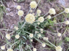 Pfaffia gnaphalioides
