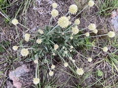 Pfaffia gnaphalioides