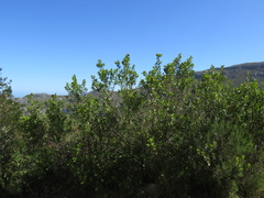 Searsia lucida lucida