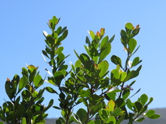 Searsia lucida lucida