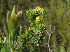 Aspalathus cordata
