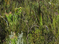 Aspalathus cordata