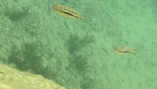 Petrotilapia genalutea