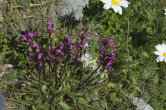 Pedicularis nordmanniana