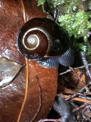 Victaphanta compacta