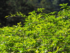 Rosa pricei