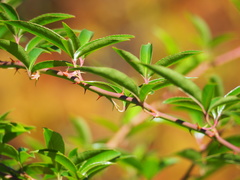 Rosa pricei
