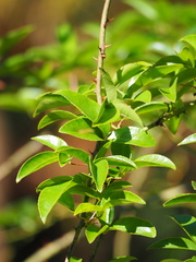 Rosa pricei