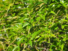 Rosa pricei