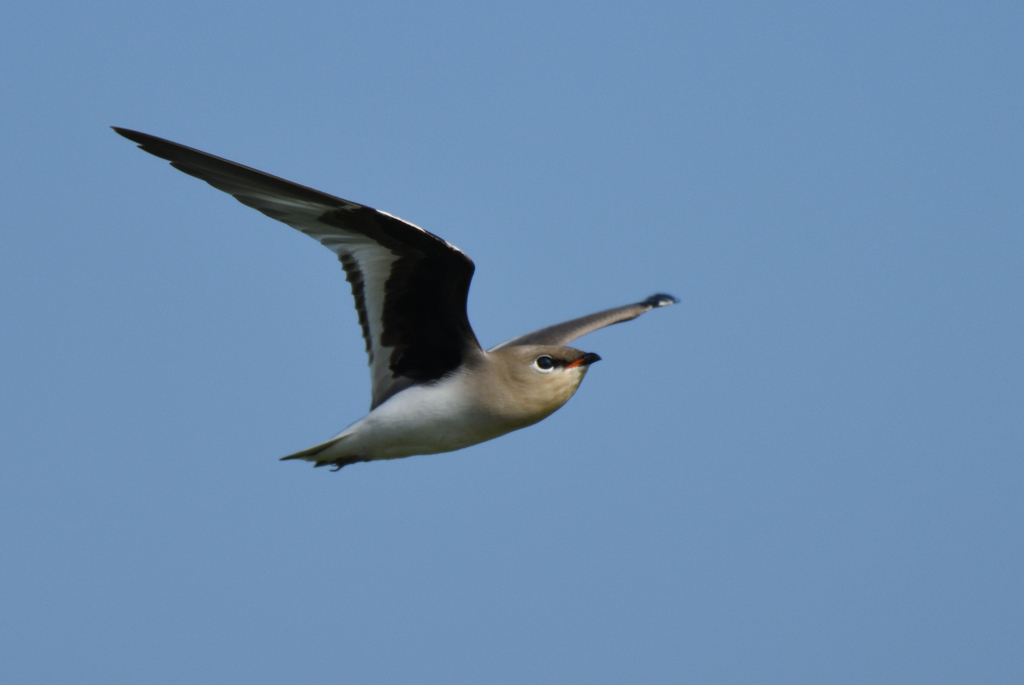 Small Pratincole