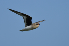 Small Pratincole photo 1