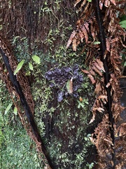 Pseudocyphellaria dissimilis