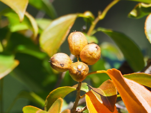 Croton tiglium, photograph 4