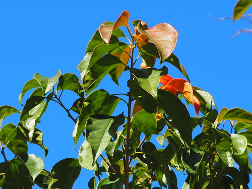 Croton tiglium, photograph 2