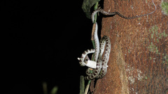 Lycodon subannulatus