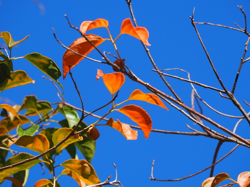Croton tiglium