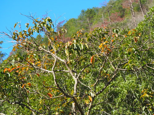 Croton tiglium, photograph 1
